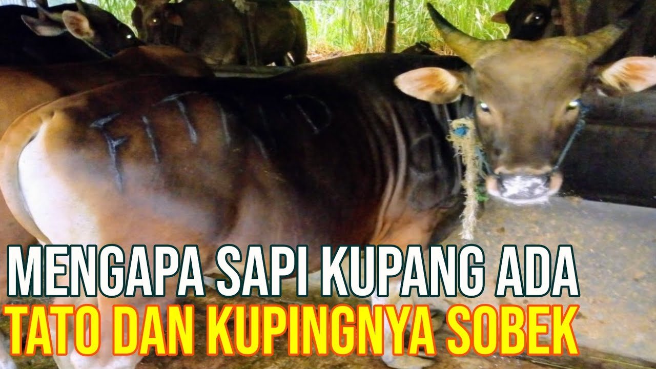 Keunikan Tato Sapi Kupang Dan Kuping Sobek.jpg